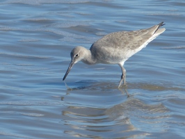 Western Willet